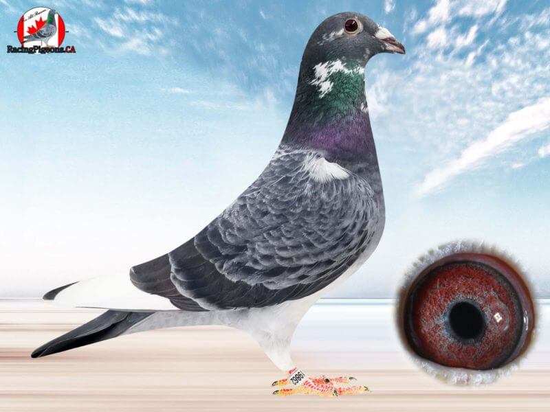 Racing Pigeon by racingpigeons.ca