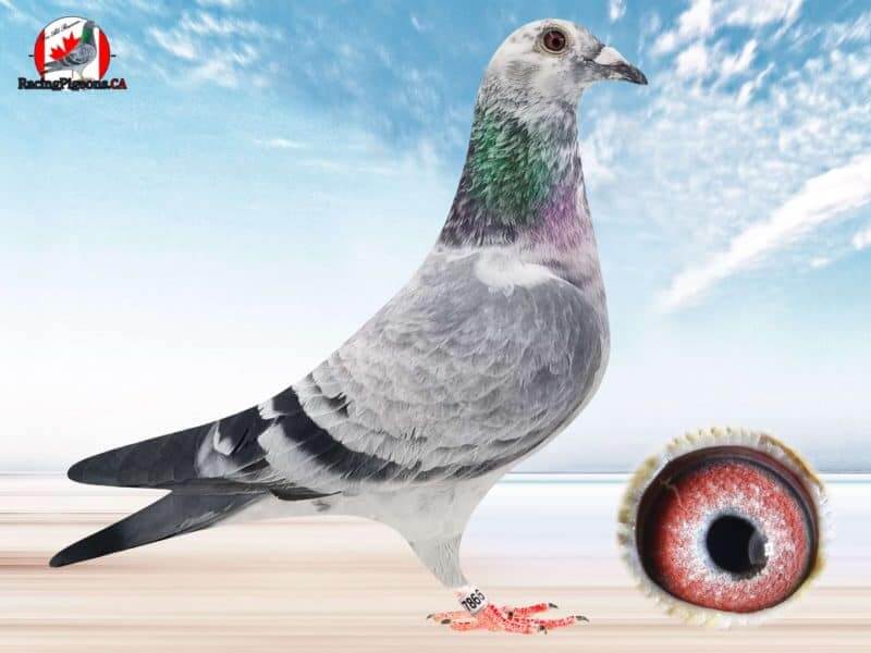 Racing Pigeon by racingpigeons.ca