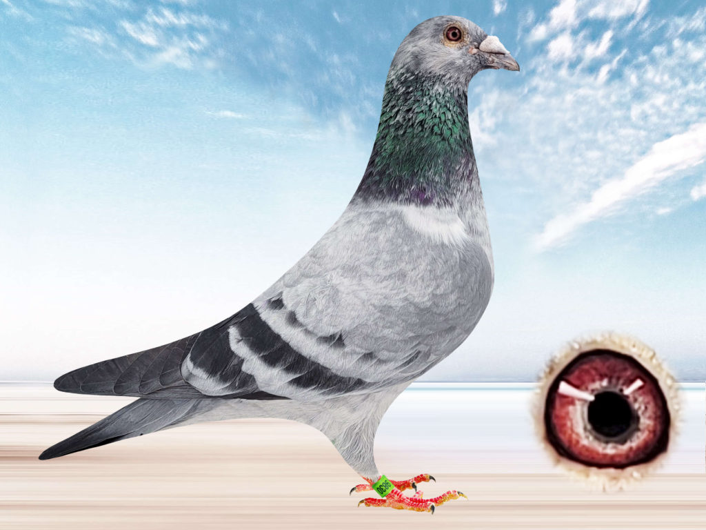 See Male Racing Pigeons 2023 Racing Pigeons Canada