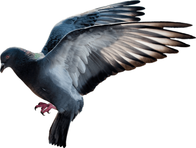 Racing Pigeons Canada -Top quality racing pigeons