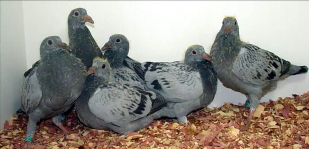 Racing Pigeons For Sale Racing Pigeons Canada 2024   Yb Kit 