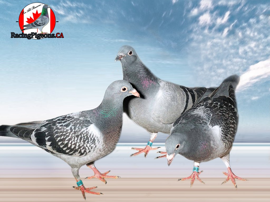 Racing Pigeons For Sale - Racing Pigeons Canada 2026