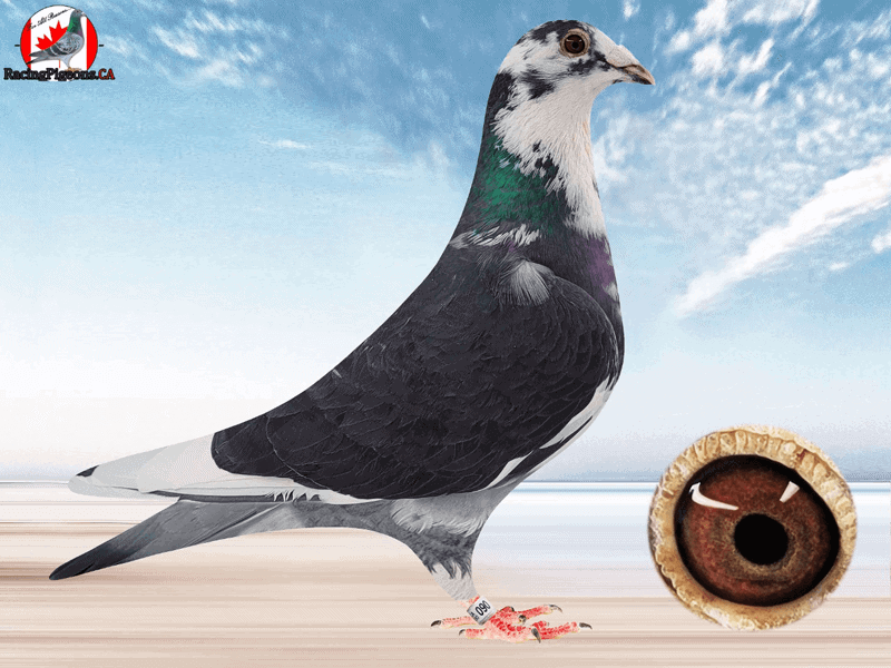 Racing Pigeon by racingpigeons.ca