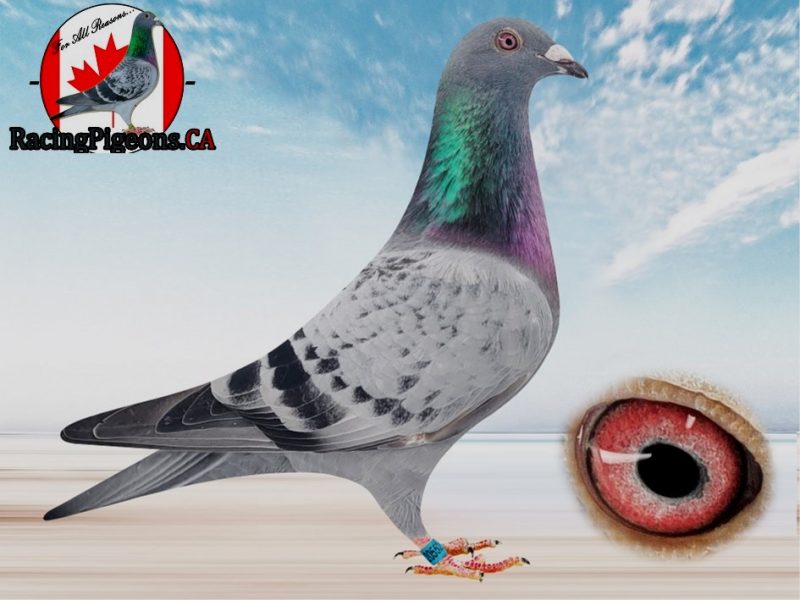 Mr Bolt Canada, 2021 Ace pigeon