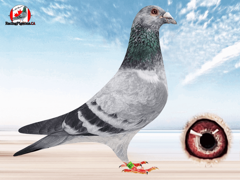 Racing Pigeon by racingpigeons.ca